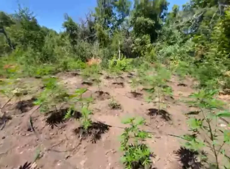 Cuidador de cultivo ilegal de Marihuana queda en prisión preventiva tras hallazgo de más de 4 mil plantas en Potrero Grande