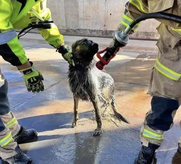 Bomberos de Licantén rescatan ileso a perro atrapado en alcantarilla