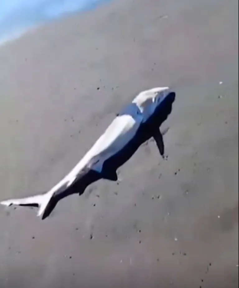 Investigan varamiento de Tiburones Tollos en Playa de Iloca que desconcierta a Residentes y Turistas (Video)