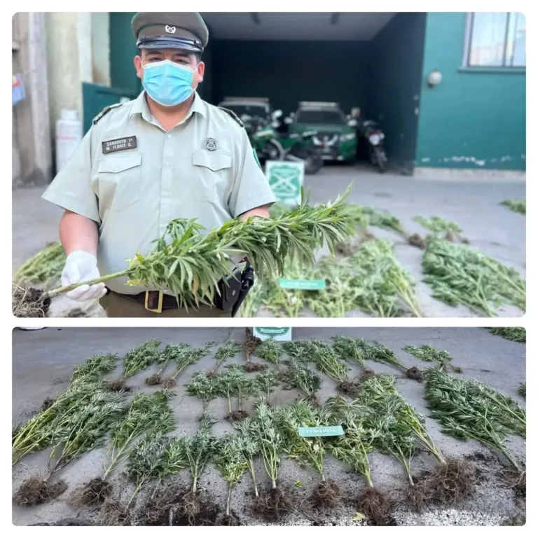 Carabineros incauta plantación ilegal de marihuana en sector Bucalemu