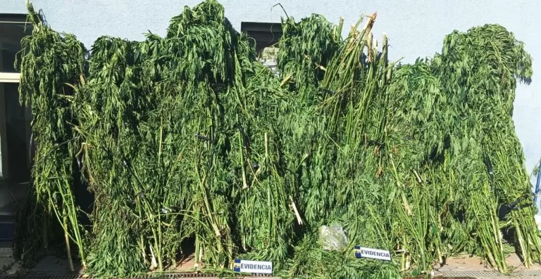 PDI incautó 372 plantas de cannabis en predio forestal de Constitución
