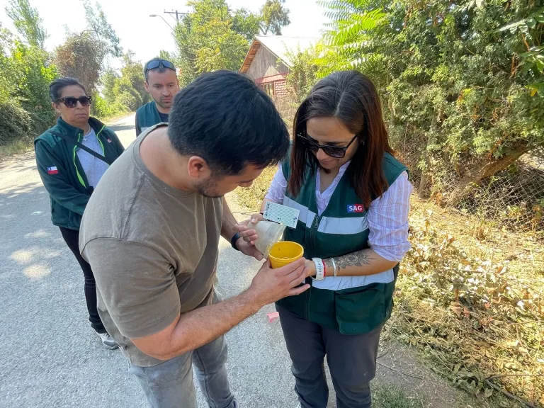 SAG O’Higgins inicia campaña para erradicar la mosca de la fruta en Pelequén