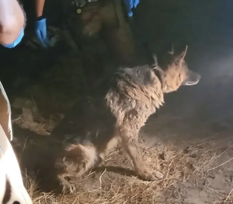 Carabineros Rescatan a Perro Enterrado Entre Escombros en Rancagua