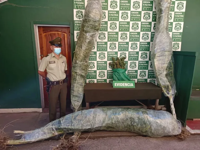 Carabineros de Peumo incauta casi 2 kilos de marihuana y detiene a un hombre por cultivo ilegal