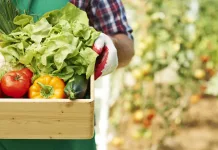 Ministerio de Agricultura y BID presentan ambicioso programa para modernizar servicios agrícolas y enfrentar desafíos del cambio climático Close up of box with ripe vegetables