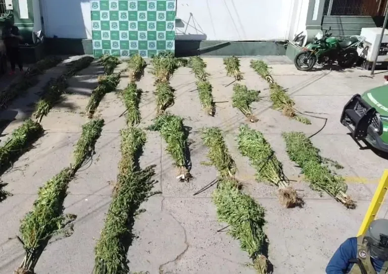 Carabineros incauta cultivo de más de 150 plantas de cannabis en Constitución