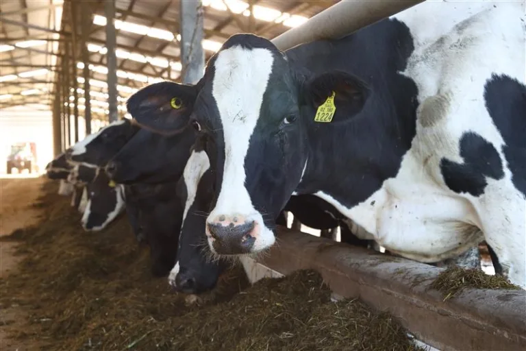 SAG recuerda requisito obligatorio para la compra de DIIO bovinos: Declaración de Existencia Animal vigente