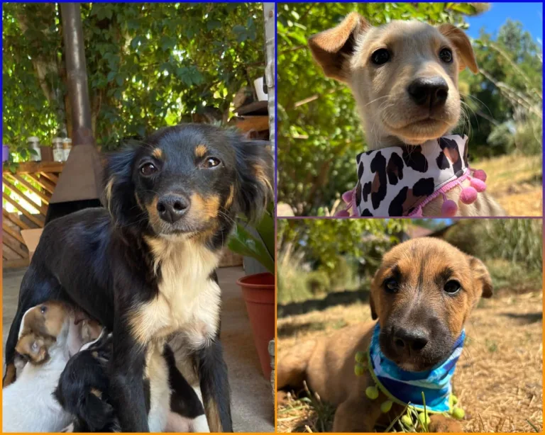 Realizarán jornada de adopción de perros y gatos rescatados en Mall Curicó