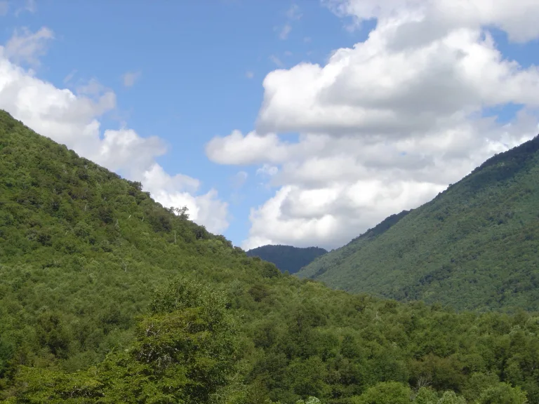 CONAF invita a postular a bonificaciones del Fondo de Conservación de la Ley de Bosque Nativo