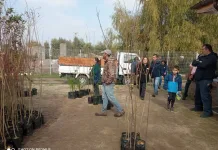 CONAF entrega árboles y promueve conciencia ambiental en Las Cabras como parte de su programa de arborización