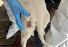 Detienen a sujeto por maltrato animal en la comuna de Sagrada Familia-2
