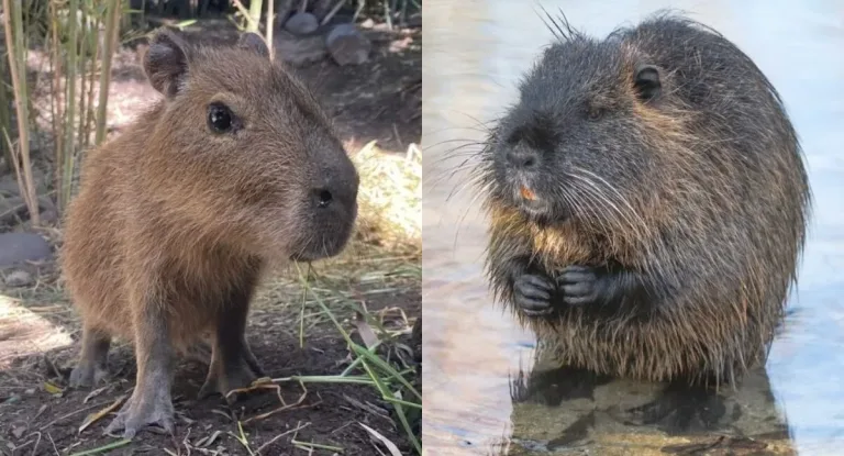 Postulan al coipo como versión chilena del capibara