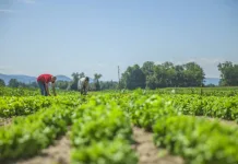 Diputado Benjamín Moreno llama a revisar ley orgánica de INDAP ante impacto del aumento en avalúos fiscales agricultura-campo