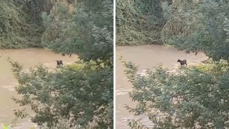 Crecida del estero Marga Marga deja perrita atrapada y activó operativo de rescate en Viña del Mar