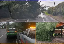 collage-caidas-de arboles-emergenciasymas