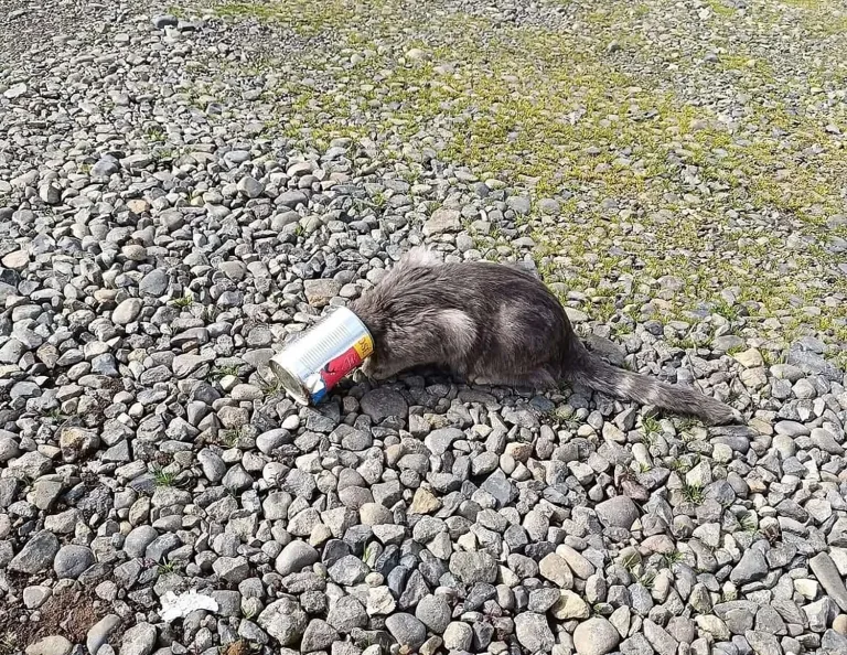 Gatito llega con una lata en la cabeza al cuartel de Bomberos en Río Claro y logra ser rescatado