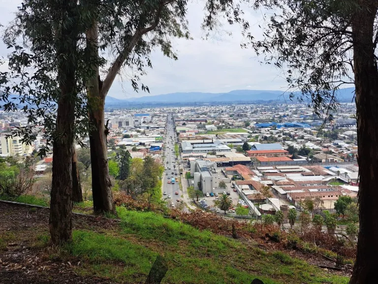 Curicó se prepara para vivir el MICOFEST 2025: una experiencia en torno a la naturaleza y los hongos