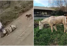 Anuncian acciones legales tras brutal agresión a caballo en evidente estado de desnutrición en Machalí IMG_3425