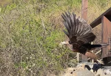Trabajo colaborativo permite exitoso rescate y liberación de águila en Viña Caliterra de Palmilla Trabajo colaborativo permite exitoso rescate y liberación de águila en Viña Caliterra de Palmilla
