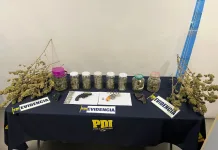 Formalizan a imputado en Linares por cultivo de marihuana “indoor” y tenencia ilegal de armas de fuego d357e4e4-61f2-4881-afd0-3d55aa783d3c