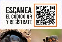 Actividad en cerro Condell busca concientizar sobre la conservación de la tarántula enana de penacho amarillo