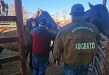 Comisión Regional de Abigeato intensifica controles en todo el Maule previo a Fiestas Patrias