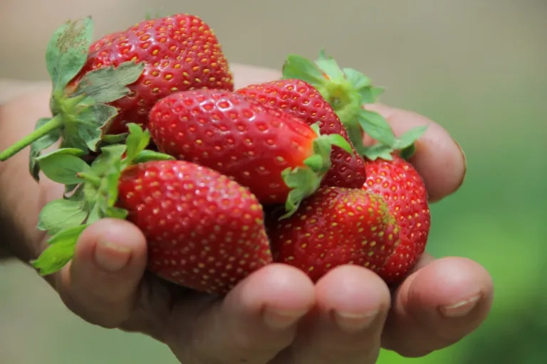 SAG cambia estatus de nematodo que afecta a las frutillas y refuerza medidas en viveros