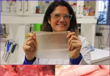 Investigación chilena desarrolla recubrimiento natural que extiende la frescura de carnes rojas Investigación chilena desarrolla recubrimiento natural que extiende la frescura de carnes rojas-0