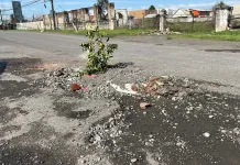 Vecinos vuelven a plantar árboles en Avenida Tutuquén como protesta por baches Vecinos vuelven a plantar árboles en Avenida Tutuquén como protesta por baches
