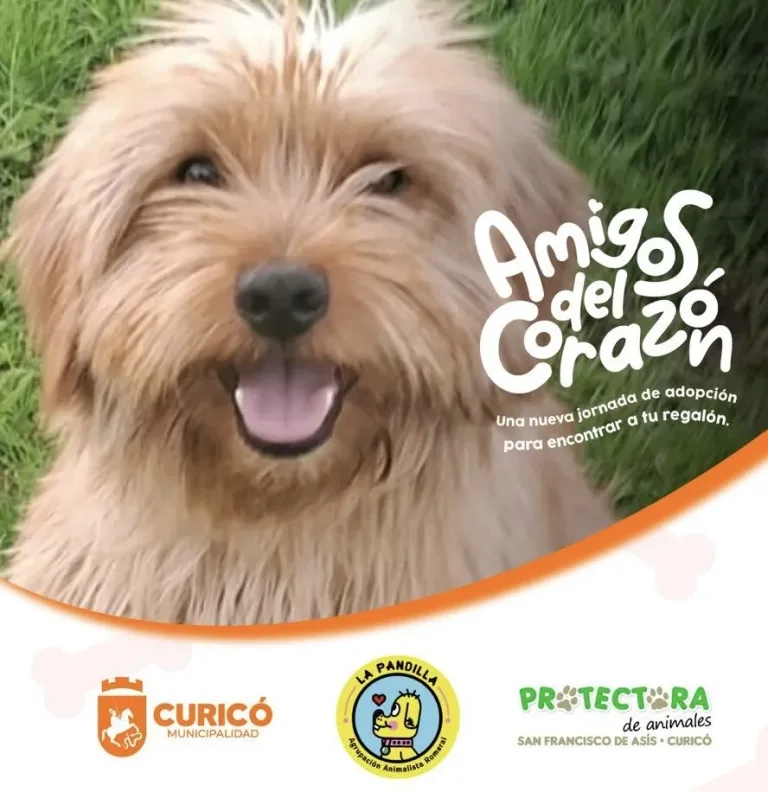 Gran jornada de adopción en Curicó busca dar hogar a perros adultos