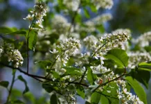 brote-cereza-rama-arbol