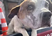 Rescatan a perrito víctima de maltrato en sector céntrico de Curicó 2961715a-8d52-4cfc-bb4c-fb3851aacc59