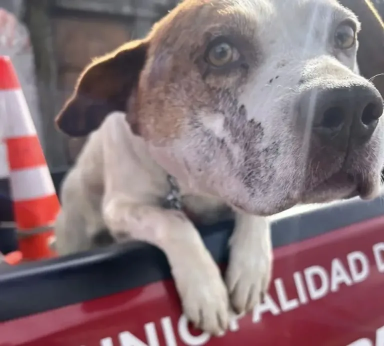 Rescatan a perrito víctima de maltrato en sector céntrico de Curicó
