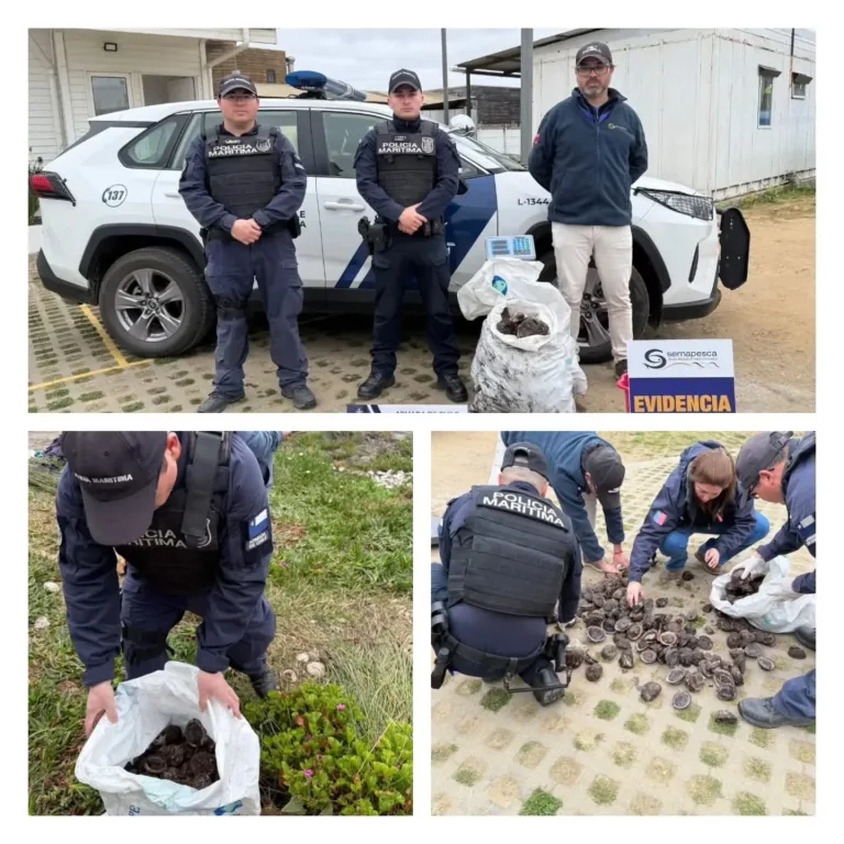 Incautan 52 kilos de locos en veda en operativo realizado en caleta Matanzas