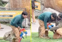 Tragedia en Buin Zoo: guacamayo muere tras ataque de un serval en plena exhibición IMG_7232