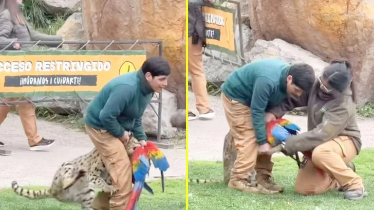Tragedia en Buin Zoo: guacamayo muere tras ataque de un serval en plena exhibición