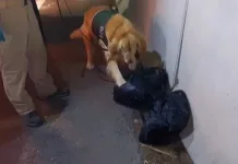 “Gazam” y “Kelsy”: la dupla canina que permitió decomisar droga en Mostazal IMG_7856