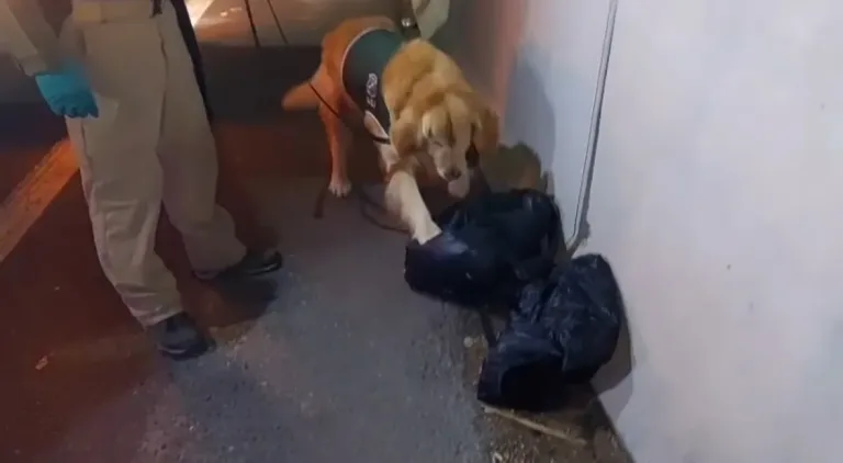 “Gazam” y “Kelsy”: la dupla canina que permitió decomisar droga en Mostazal