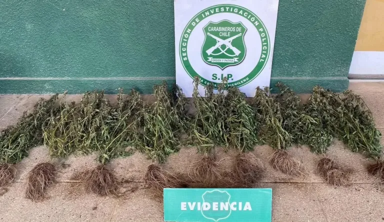 Detienen en Pichilemu a sujeto con cultivo de marihuana tras denuncia anónima