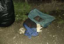 Vecinos de Los Prados del Valle denuncian abandono de animales y hechos delictivos en su sector c43e283d-7c3e-4f07-9a9f-650f77ae7871