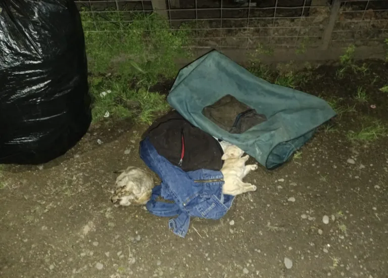 Vecinos de Los Prados del Valle denuncian abandono de animales y hechos delictivos en su sector