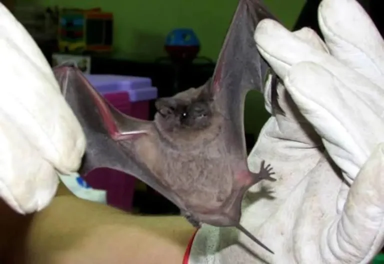 Confirman dos nuevos casos de murciélagos con rabia en Rengo: la Región de O’Higgins suma 16 contagios en lo que va del año