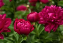 Exportaciones de flores frescas chilenas crecen 47% y el país escala posiciones en el ranking mundial peonía