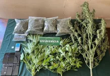 Detienen a un hombre y una mujer por tráfico y autocultivo de marihuana en Talca 9599171c-cf62-4b5b-a715-9eb7822c1826