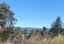LABOCAR Maule desarrolla peritajes por incendio que afectó tres hectáreas en San Rafael 9f470e0c-6978-4b2b-861c-18d8b2bd73ec