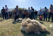 Pelarco celebrará este sábado la tercera versión de la Fiesta de la Esquila Pelarco celebrará este sábado la tercera versión de la Fiesta de la Esquila