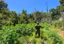 Carabineros decomisa 166 plantas de cannabis en sector precordillerano de Curicó