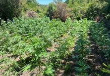 Encuentran más de mil 900 plantas de marihuana en operativo antidrogas en la precordillera de Curicó Encuentran más de mil 900 plantas de marihuana en operativo antidrogas en la precordillera de Curicó