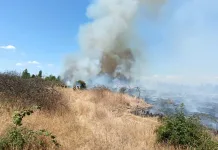 Incendio forestal mantiene en combate a brigadas en sector Los Cristales de Curicó-1