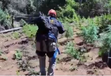 PDI desarticula cinco puntos de cultivo ilegal de cannabis en la provincia de Curicó